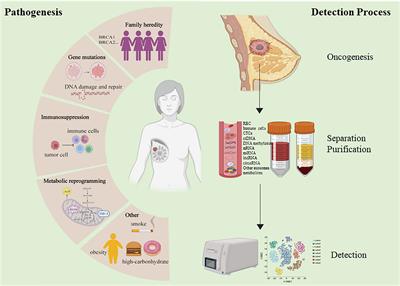 Circulating tumor biomarkers in early-stage breast cancer: characteristics, detection, and clinical developments